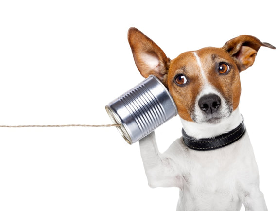 Picture of a dog using a tin can as a phone